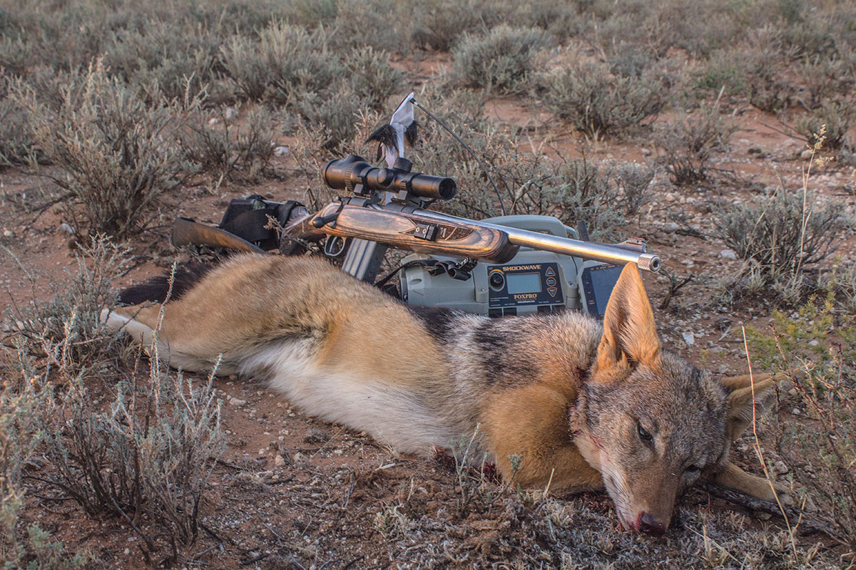 A Nosler 85-grain Ballistic Tip from a Mossberg MVP rifle converted to 25-45 with a Shilen barrel dropped this jackal on the spot at about 160 yards.